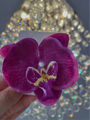 Orquídeas vacation