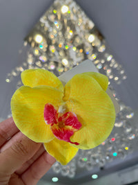 Orquídea vacation (Yellow)